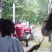 Horse Farm